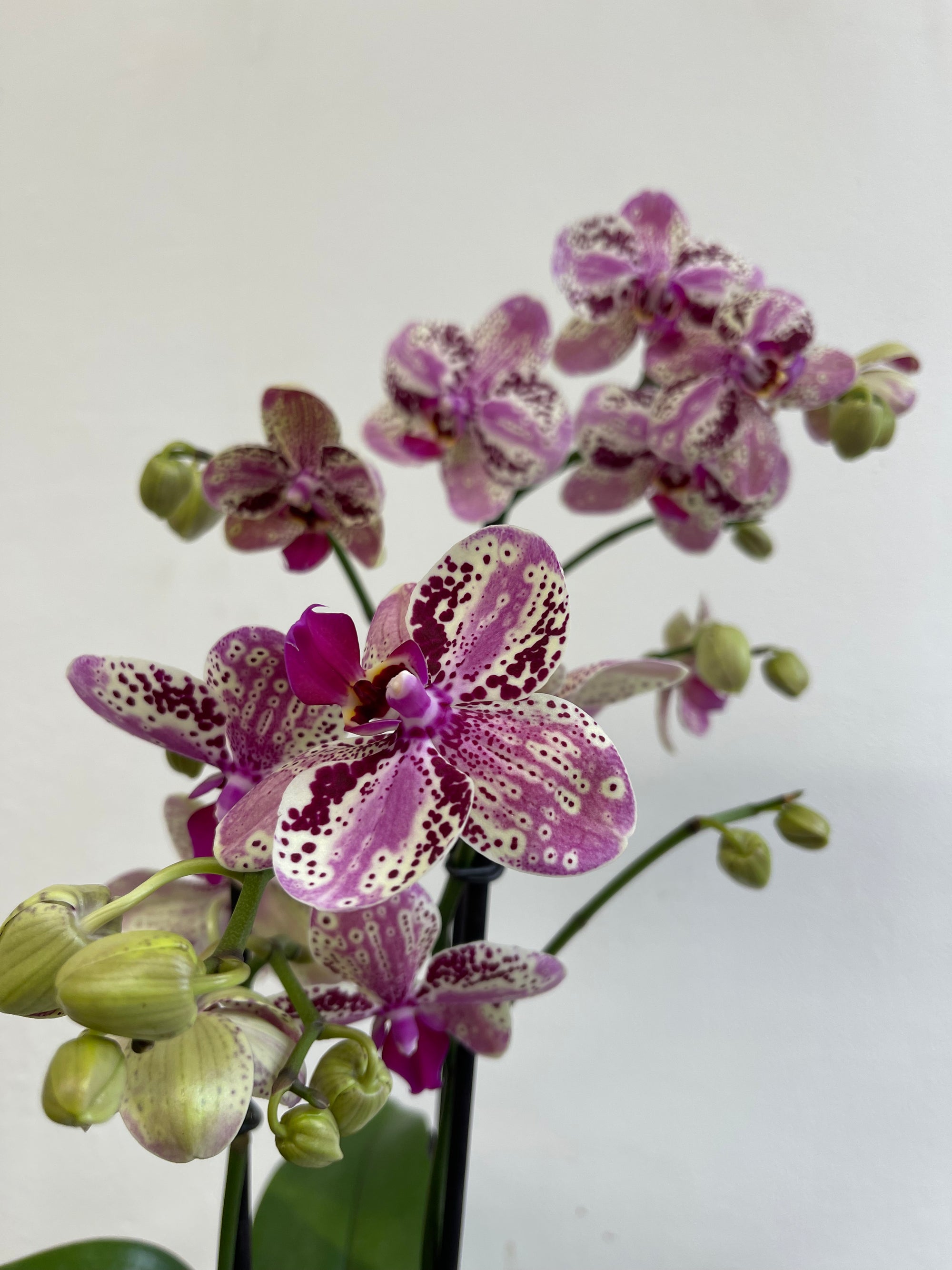 Orchidée Lily Pond