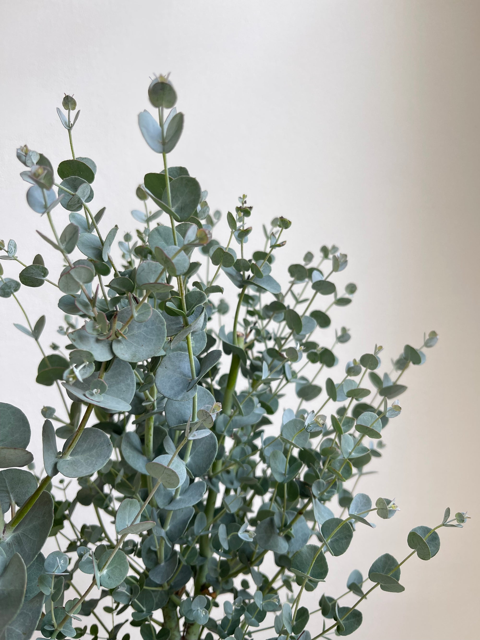 Eucalyptus Gunnii - S