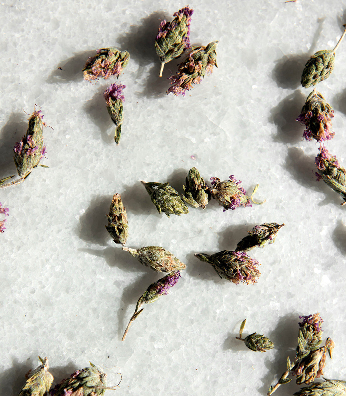 Wild Thyme Flowers