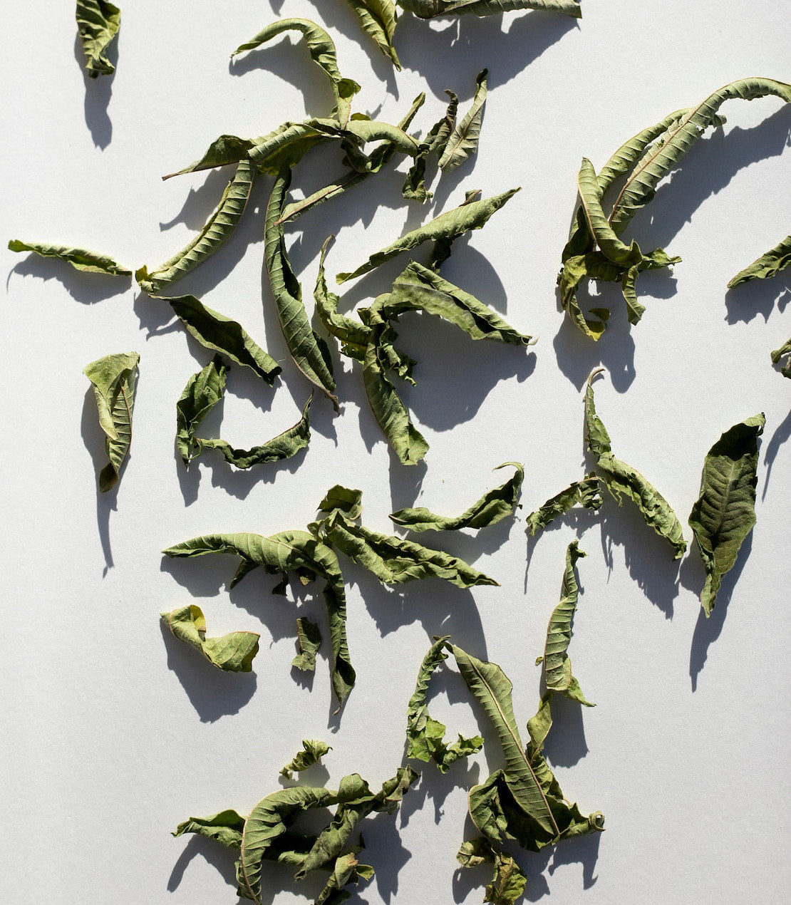 Our Lemon Verbena