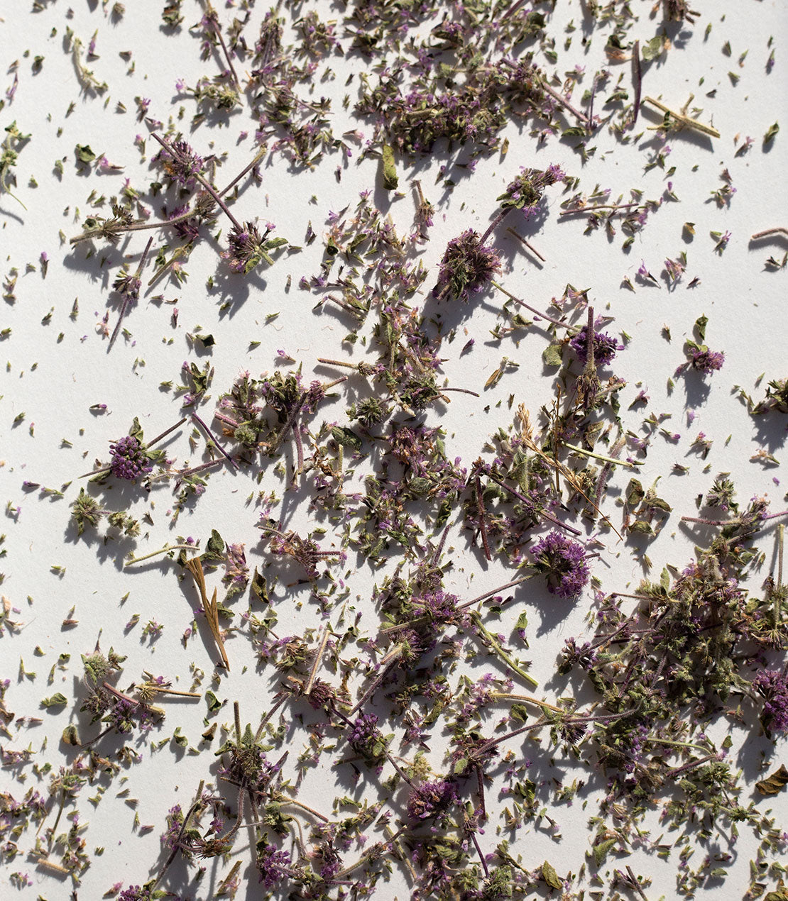 Pennyroyal the Ancient Mint