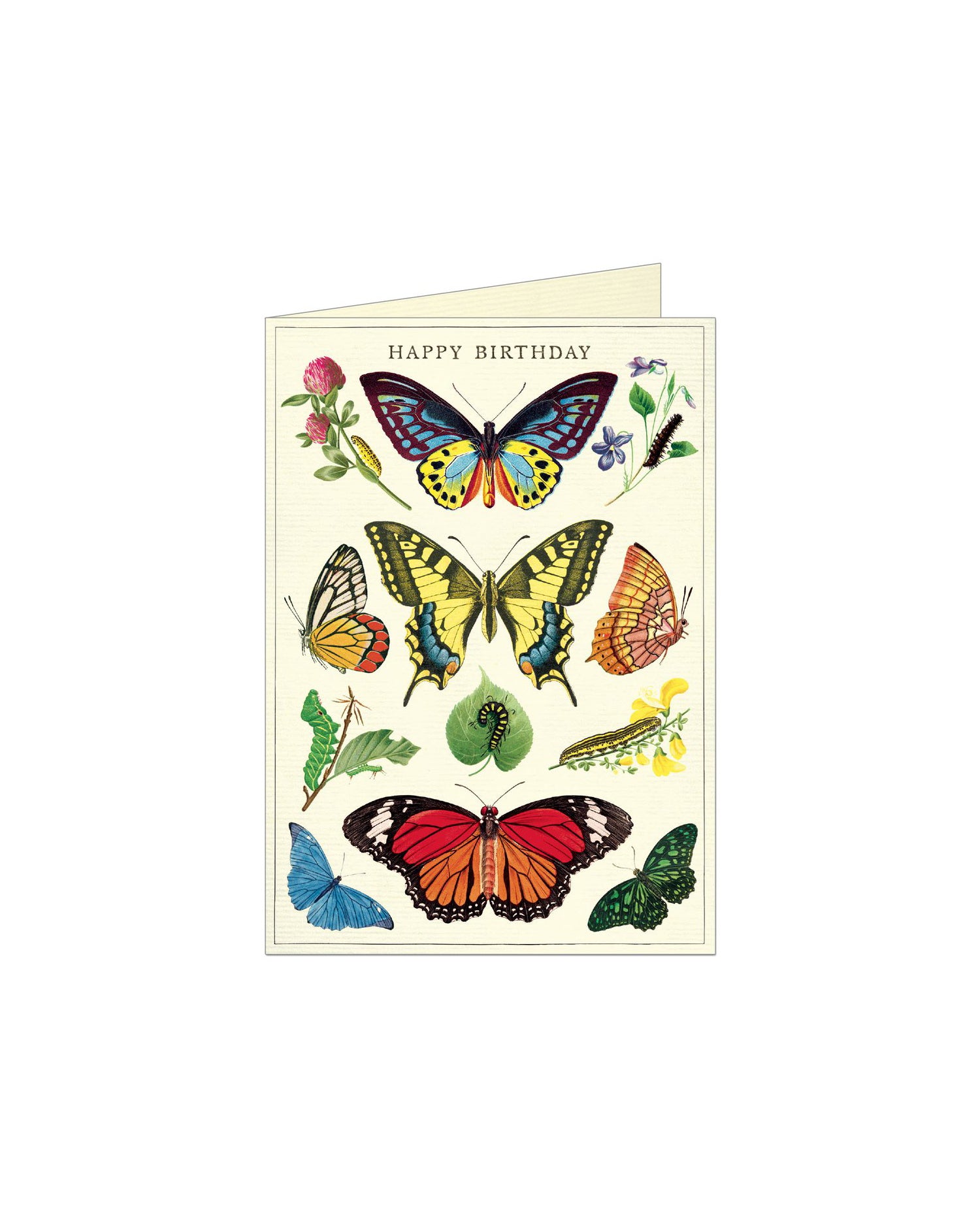 Cavallini Cards