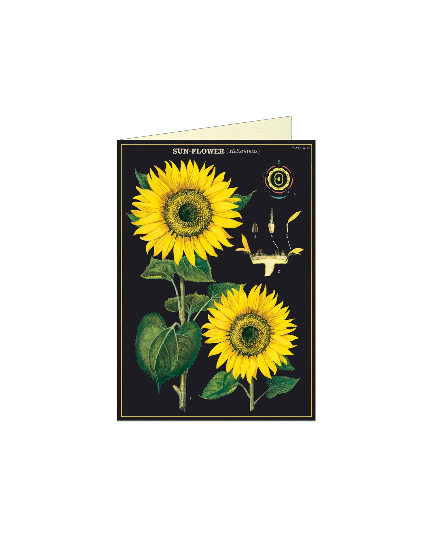 Cavallini Cards