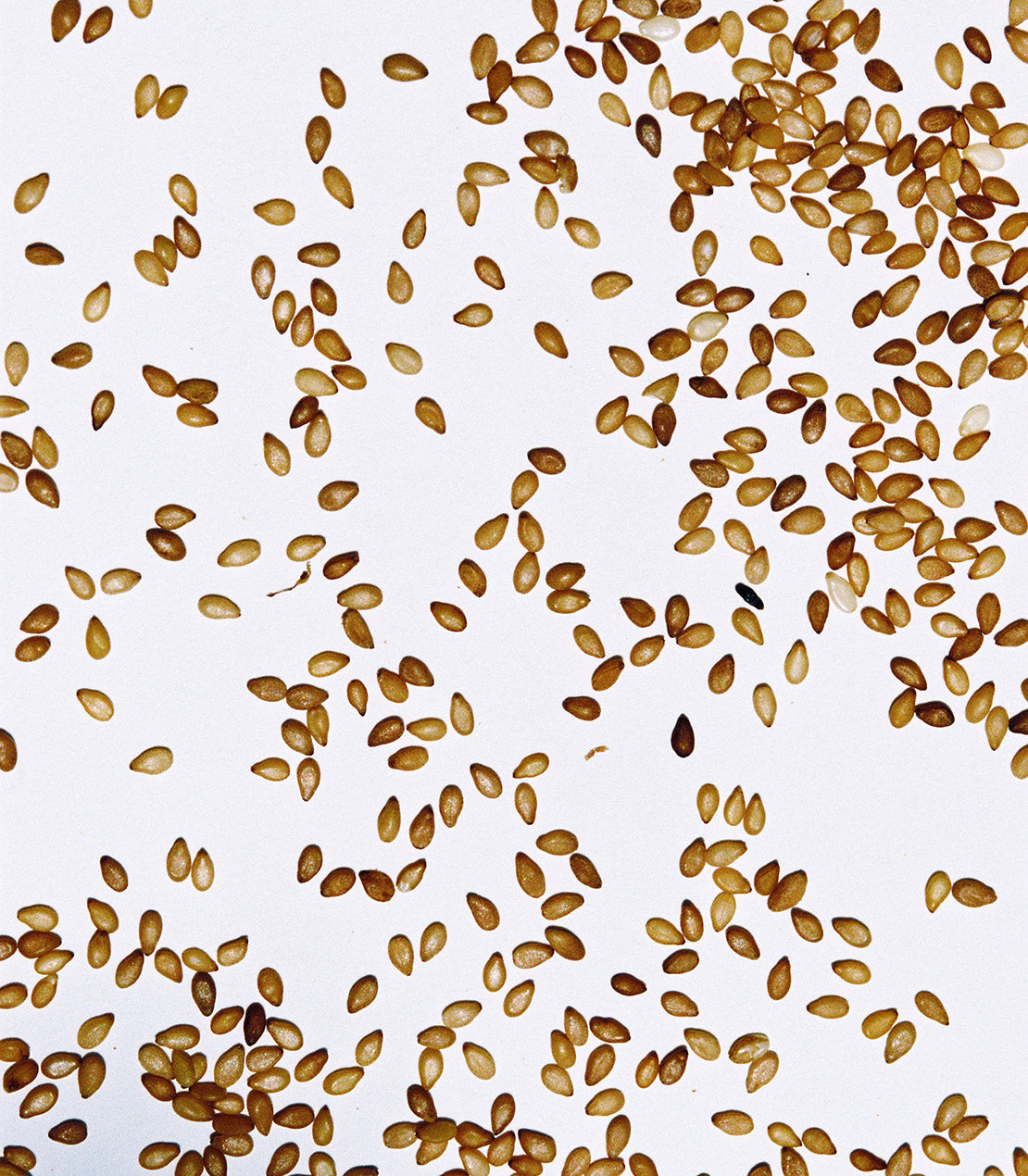 Evros Sesame Seeds